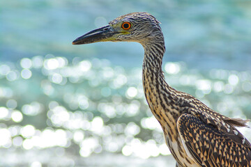 Yellow-crowned Night Heron Juvenile (Nyctanassa violacea)