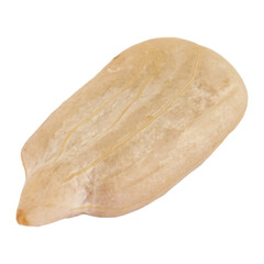 Single peeled roasted sunflower seed isolated transparent