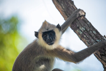 Fototapeta premium black faced grey langur monkey in Yala National Park, Sri Lanka