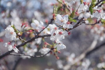 Sakura flowers​ in ​south​ korea​ spring​ season​
