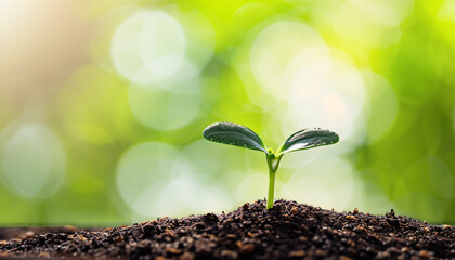 Small young plant seedling on soil with green bokeh background.