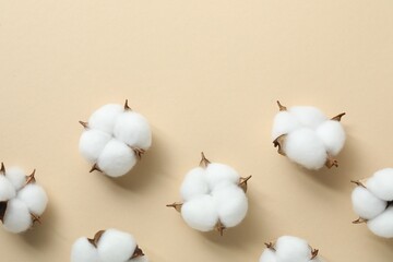 Fluffy cotton flowers on beige background, flat lay. Space for text