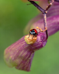ladybird on a flower