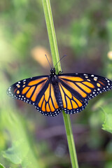 Monarch butterfly with wings extended as it rests on a green branch in the garden