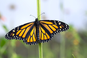 Closeup of a monarch butterfly resting on a green stem in the garden