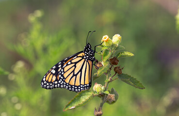 Monarch Butterfly side view on yellow flower