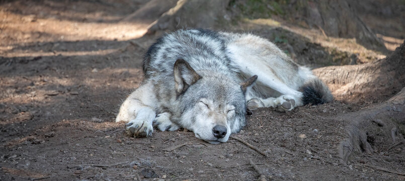 Wolf Sleeping Nocturnal Majesty: A Silent Slumber of the Alpha Canis Lupus Grey Timber Wolf. Wildlife Photography. 