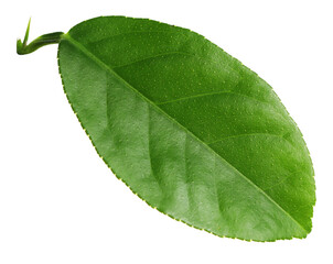 Obraz premium Green leaf of lemon tree isolated on white
