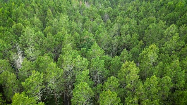 Aerial Drone Footage in Tangkal Pinus Jayagiri, Camping Ground in the middle of a green pine forest in Lembang, Bandung. Private Glamping and Picnic in the nature. Taken by DJI Mini 3 Pro.