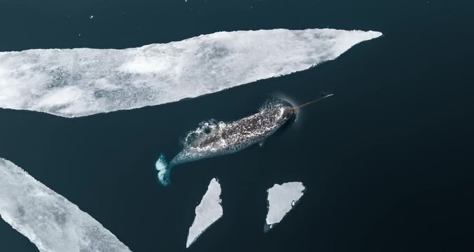 sea unicorn fish in arctic sea