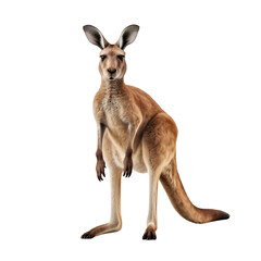 Portrait of a kangaroo full body, standing front view, isolated on transparent background