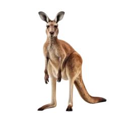 Selbstklebende Fototapeten Portrait of a kangaroo full body, standing front view, isolated on transparent background © The Stock Guy