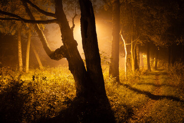 Foggy forest at night