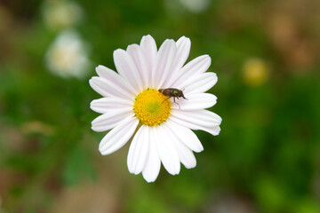 Fototapeta premium View of the chamomile flowers in the garden