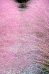 Obraz premium View of the pink muhly in the botanical garden