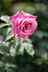 初夏のバラ　バラ園