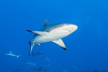 Fototapeta premium Reef grey shark, French Polynesia