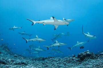 Reef grey shark, French Polynesia