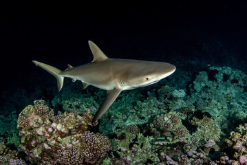 Reef grey shark, French Polynesia