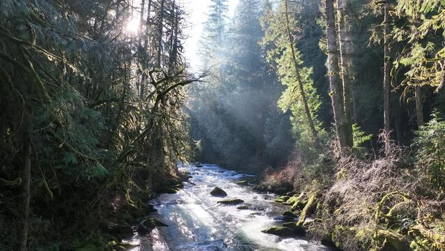 Bright sunlight illuminates the scenic Eagle Creek as it flows through a beautiful Oregon forest. The many watersheds throughout the Pacific Northwest are vital habitats for native fish.
