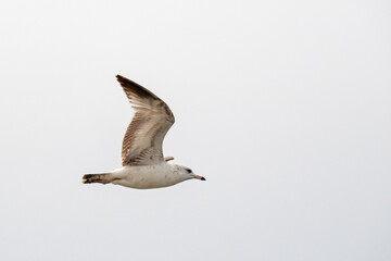 A Ring-Billed Gull soars in a hazy sky.