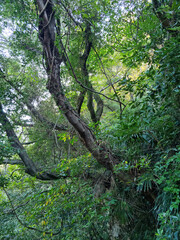 Fototapeta premium This is a forest landscape in Jeju Island with tree trunks.