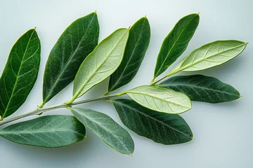 Stoff pro Meter Generative AI : Two fresh olive branch leaves isolated on white background closeup © The Little Hut