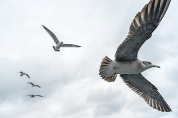 Seagulls spreading their wings in the air