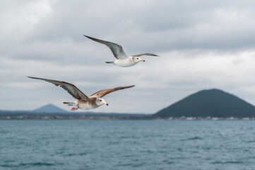 Fototapeta na wymiar Two seagulls spread their wings in the air