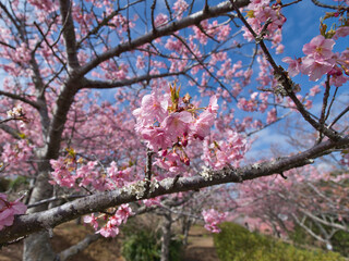 官軍塚の河津桜