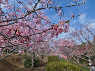 官軍塚の河津桜