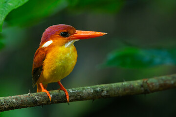 Rufous-backed kingfisher, ceyx rufidorsa, perching on a mossy tree branch searching for small animal to eat, natural bokeh background