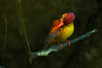 Rufous-backed kingfisher, ceyx rufidorsa, perching on a mossy tree branch searching for small animal to eat, natural bokeh background