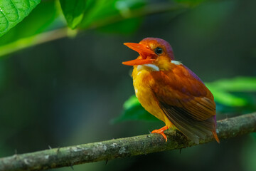 Rufous-backed kingfisher, ceyx rufidorsa, perching on a mossy tree branch searching for small animal to eat, natural bokeh background