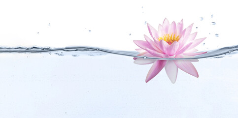 Beautiful pink lotus flower on water against white background