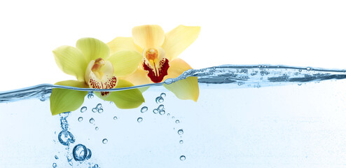 Beautiful yellow orchid flowers falling into water on white background