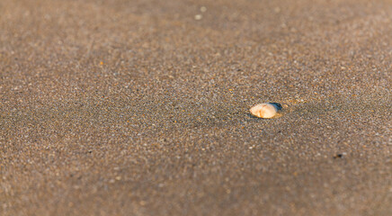 Fototapeta na wymiar Seashells washed up by waves found on the beach