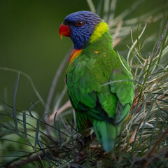 Australian Birdlife
