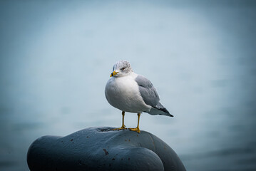 Seagull