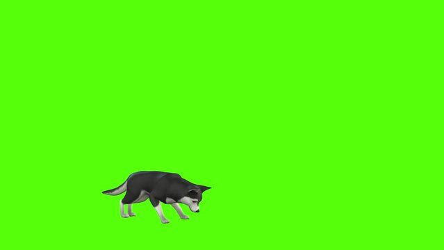 Husky Dog Trot Attack Green Screen Animation 3D Rendering