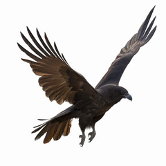 Obraz premium Black Crow in flight isolated