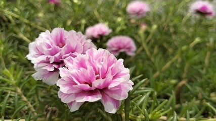 The Portulaca flower, also known as the Moss rose, is a type of flowering plant that produces...
