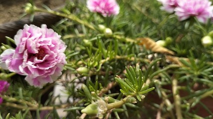 The Portulaca flower, also known as the Moss rose, is a type of flowering plant that produces colorful blooms and thrives in sunny environments.