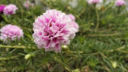The Portulaca flower, also known as Moss rose, is a type of flowering plant that produces colorful blooms and thrives in sunny environments.
