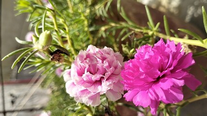 Fototapeta premium The Portulaca flower, also known as the Moss rose, is a type of flowering plant that produces colorful blooms and thrives in sunny environments.