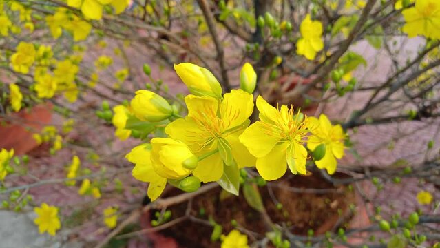 Top view of Ochna integerrima or yellow apricot blossom, leaves and buds in the garden in Mekong Delta Vietnam.