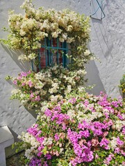 Fuchsia and white bougainvilleas decorate the white wall and blue window of a tropical house on a...