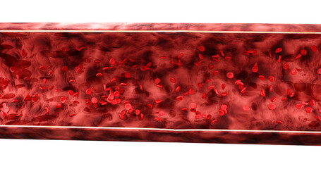 3d render of blood vessel with flowing red blood cells on a white background