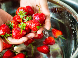 Close-up of hand washing strawberries from the field.