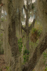 Vertical View Hanging Spanish moss ( Tillandsia usneoides) in live oak trees in Boca Ciega Millennium Park in Seminole, Florida. Late afternoon with green and brown growth hanging down. 
